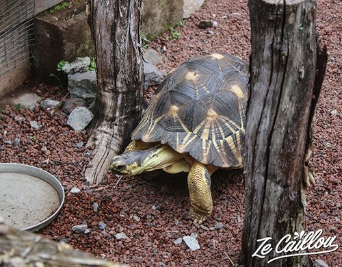 Tortue radiata